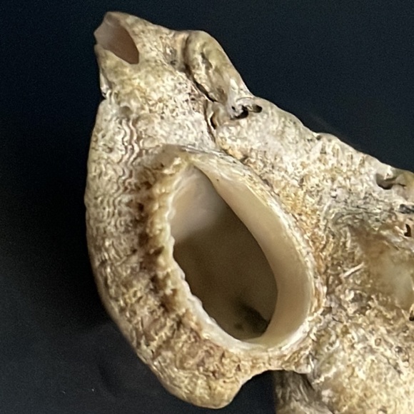 Calcified Sea Shell Interesting Fossil Specimen (Unknown Origin) - Picture 5 of 11